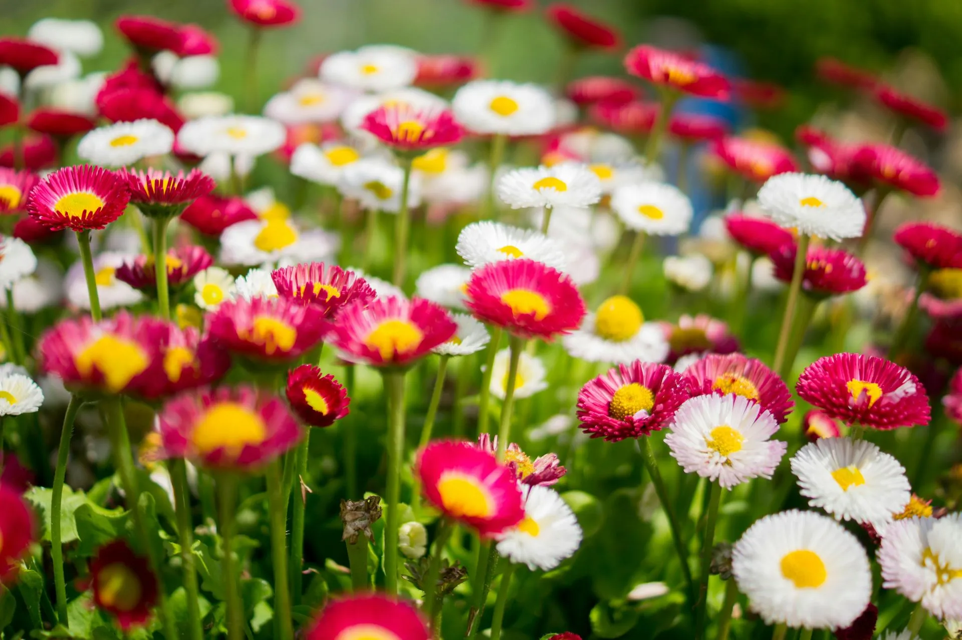 Flowers Garden Colorful Colourful - Grounded Landscaping Columbus OH