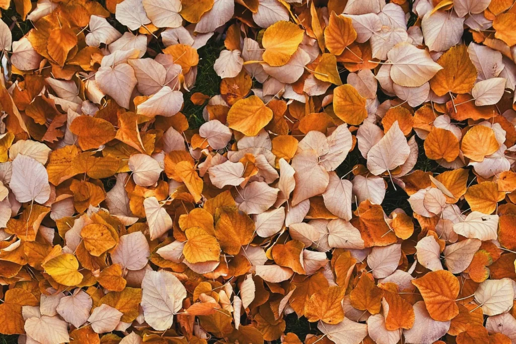 Professional fall leaf cleanup service in Columbus