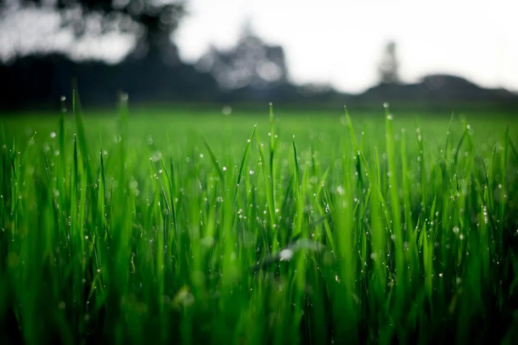 Professional lawn mowing service in Columbus Ohio