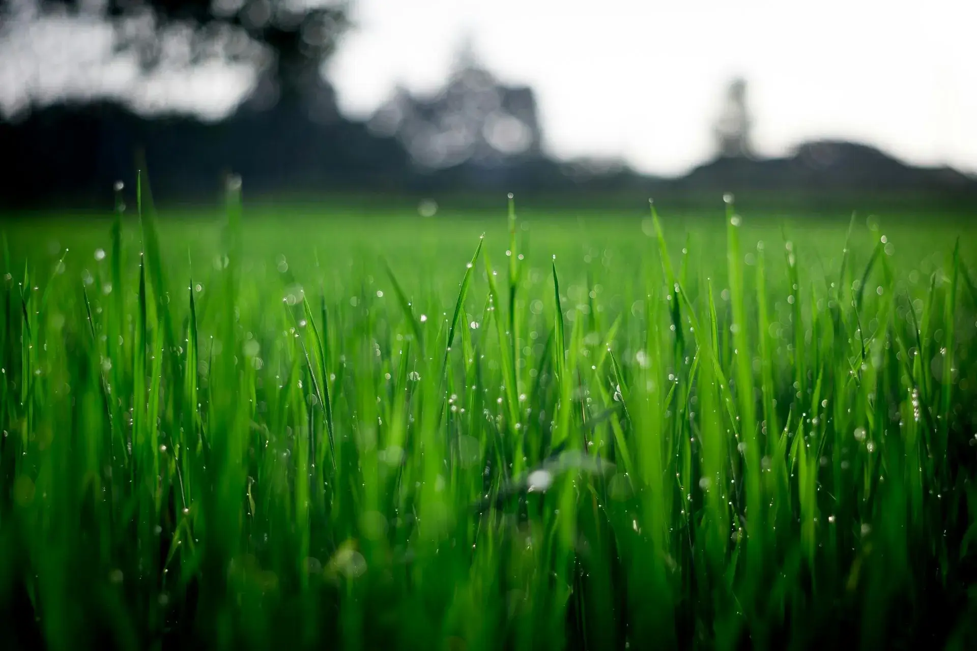 Professional lawn mowing service in Columbus Ohio