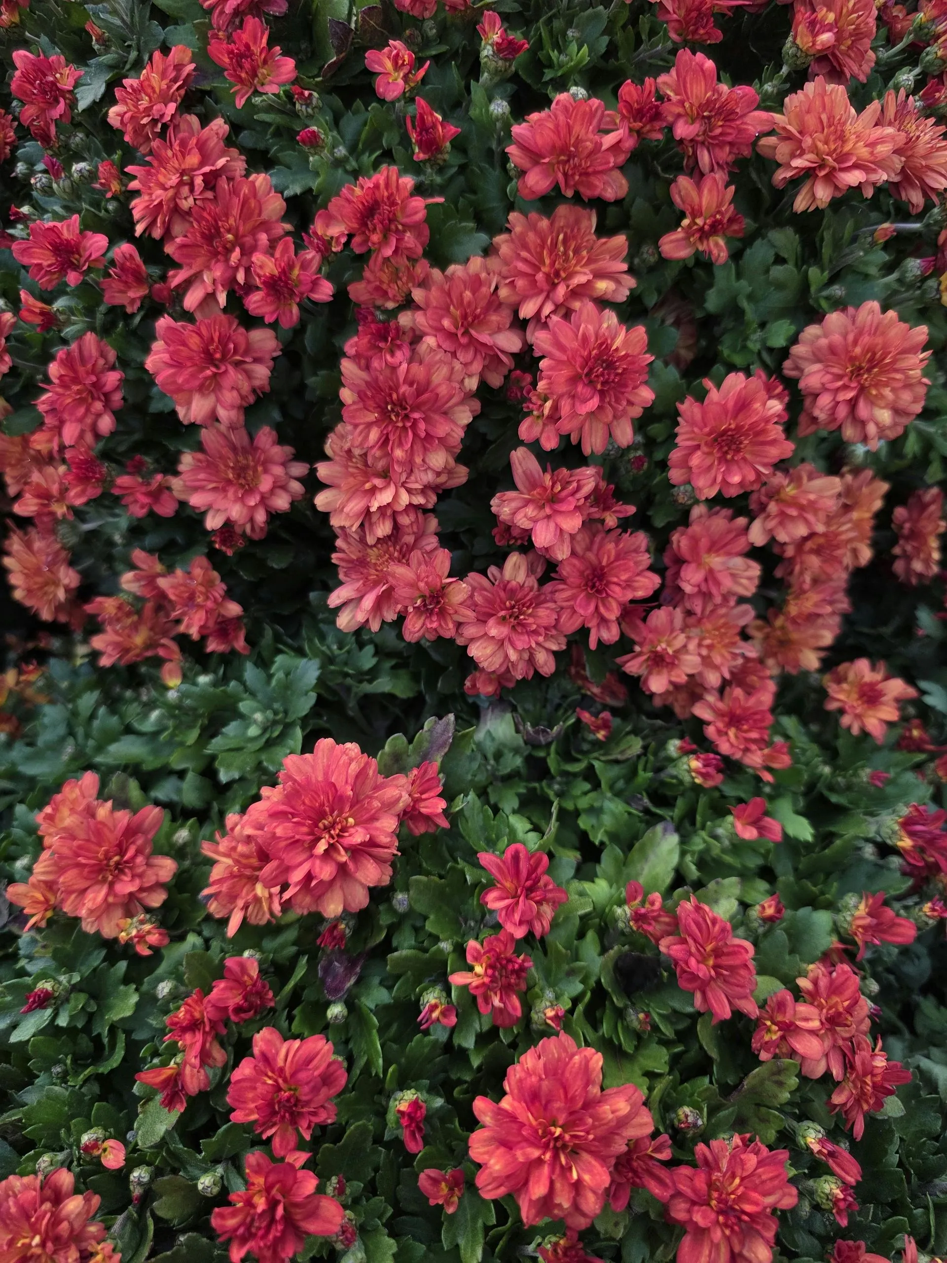 Pexels Photo 34158540 - Grounded Landscaping Columbus OH